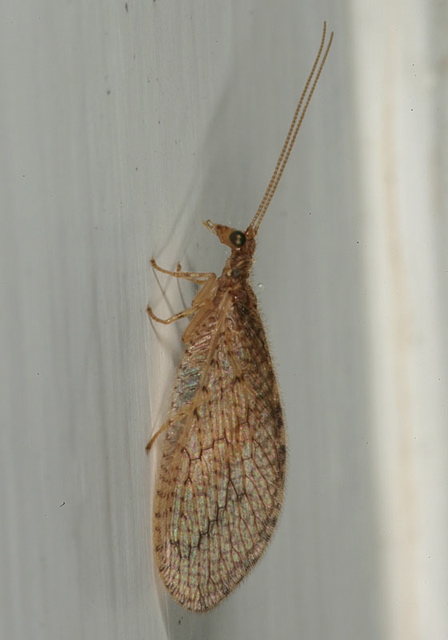 brown_lacewing1763.jpg