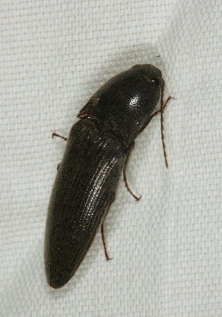 click_beetle1755.jpg