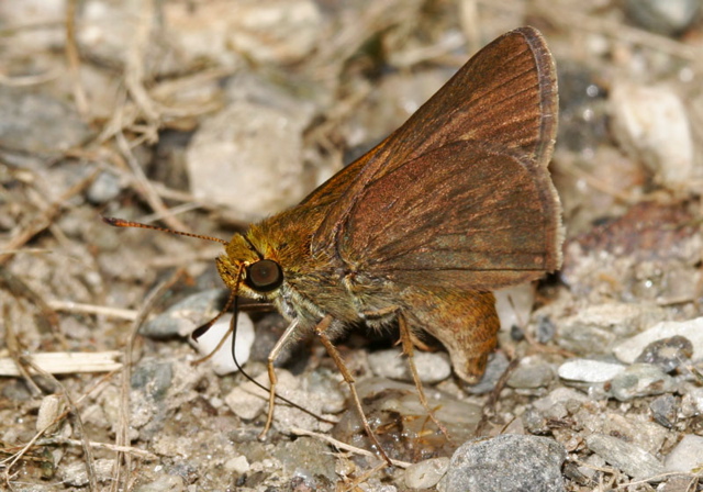 dun_skipper4790.jpg