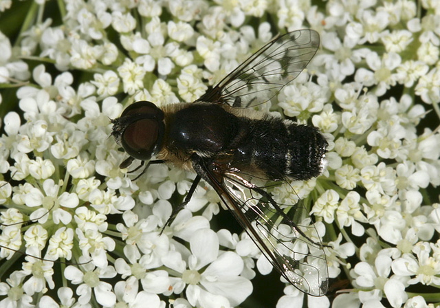 fly1680.jpg