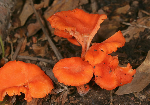 fungus1870.jpg