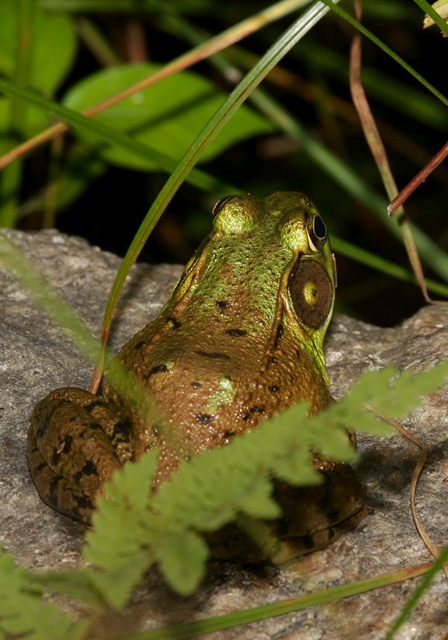 green_frog4799.jpg