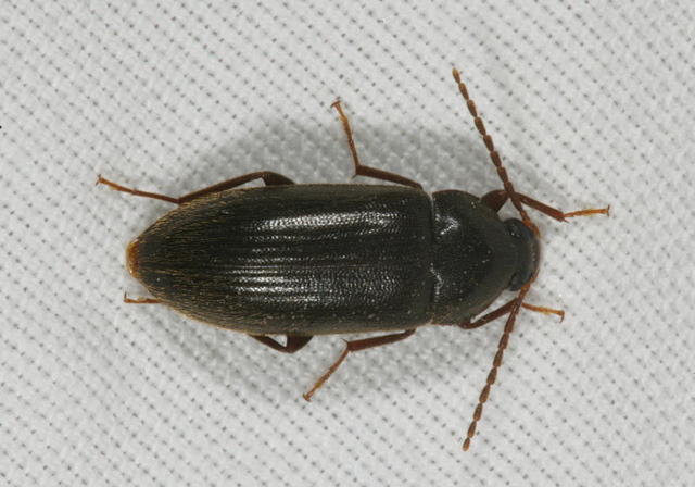 ground_beetle1818.jpg