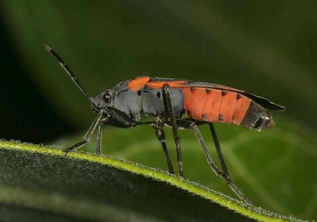 large_milkweed_bug1699.jpg