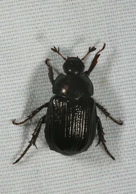 oriental_beetle1823.jpg