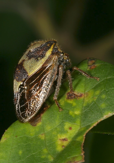 plant_hopper1895.jpg