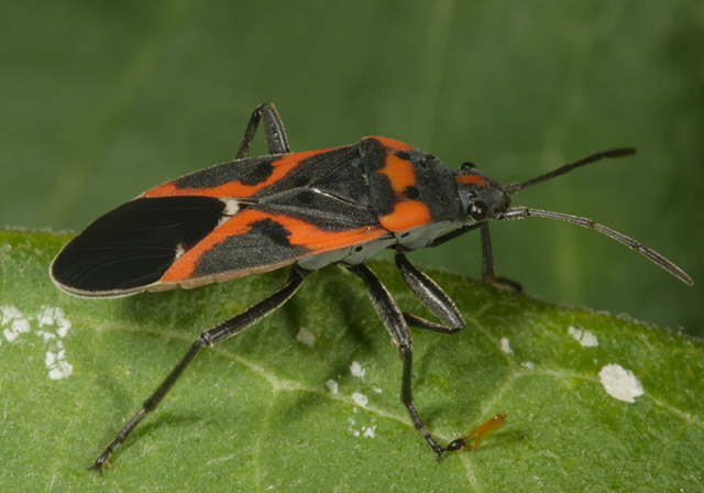 small_milkweed_bug1702.jpg