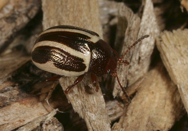 zygogramma_sp1848.jpg