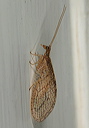 brown_lacewing1763