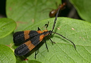 calopteron_reticulatum1855