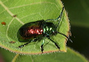 chrysochus_auratus1666