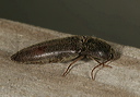 click_beetle1754