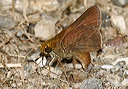 dun_skipper4790