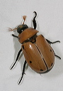 grapevine_beetle1751