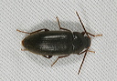 ground_beetle1818