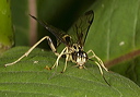 ichneumon_wasp1713