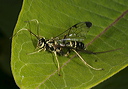 ichneumon_wasp1714