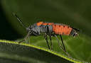 large_milkweed_bug1699