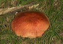 mushroom1886