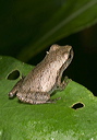 northern_spring_peeper1843