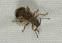 snout_beetle1770