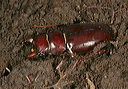 stag_beetle1902