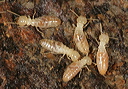 termites1900