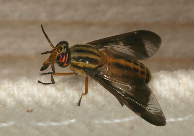 chrysops_vittatus1996.jpg