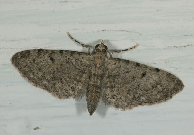 eupithecia_miserulata2041.jpg