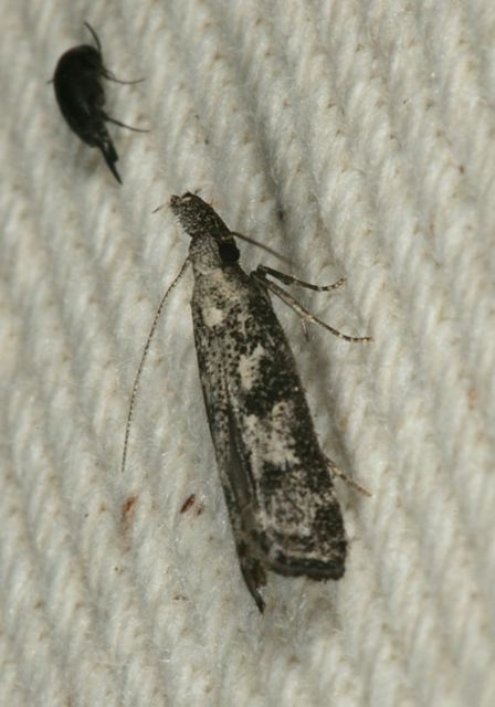 moth1938.jpg