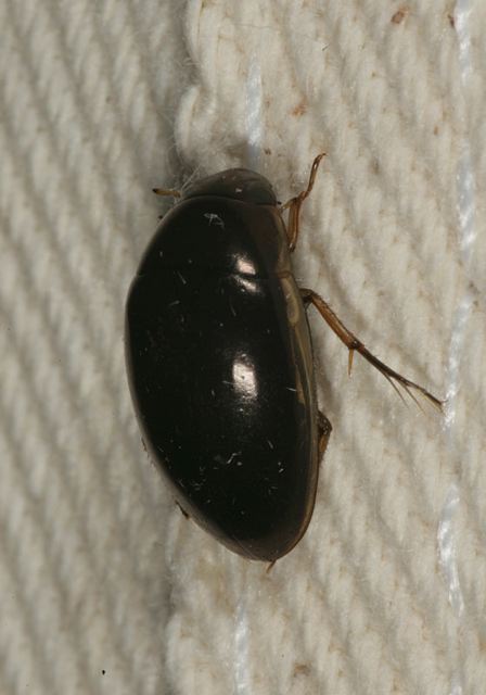 water_scavenger_beetle2010.jpg