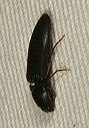 click_beetle1918