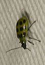 spotted_cucumber_beetle1989