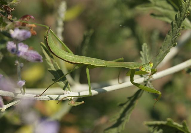 chinese_mantis_nymph2062.jpg