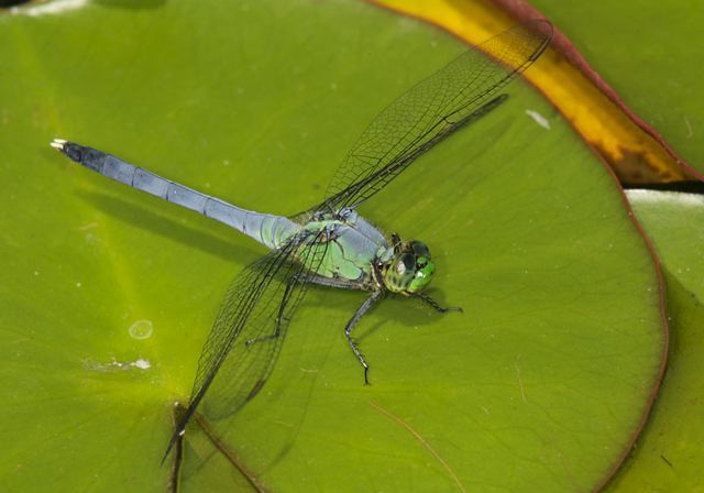 common_pondhawk2045.jpg