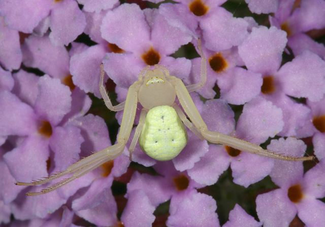 crab_spider2297.jpg