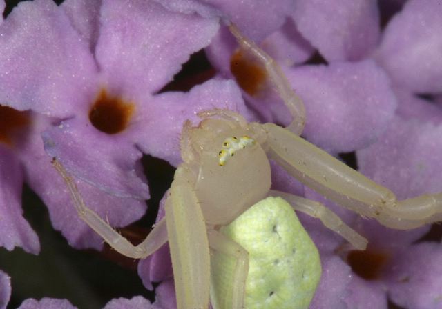 crab_spider2299.jpg