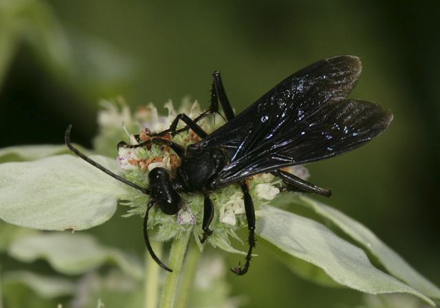 great_black_wasp2057.jpg