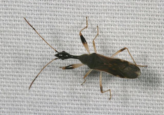 long-necked_seed_bug2243.jpg