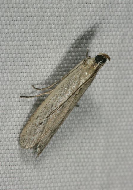 phycitodes_reliquellus2251.jpg