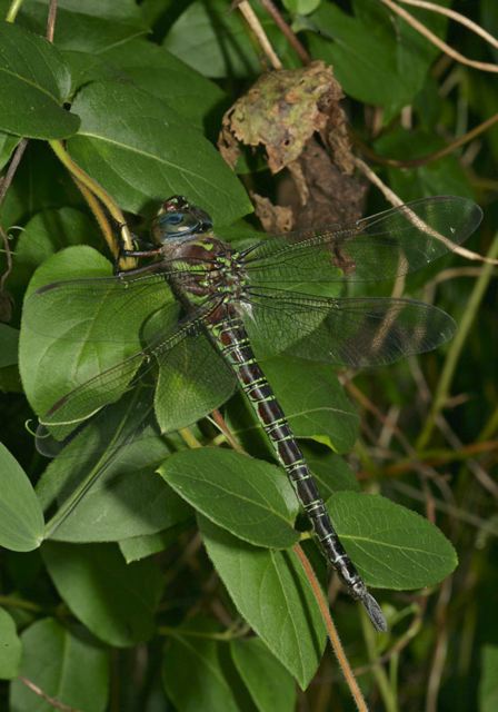 swamp_darner2171.jpg