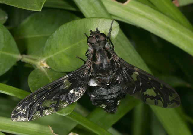 tiger_bee_fly2111.jpg