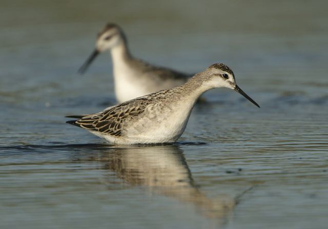 wilson_s_phalarope2583.jpg