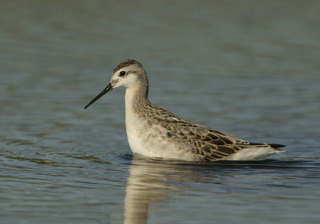 wilson_s_phalarope2588.jpg