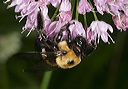 carpenter_bee2106