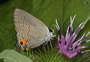 gray_hairstreak2959