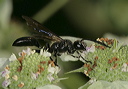 great_black_wasp2055