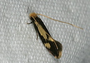 isocorypha_mediostria_3544e