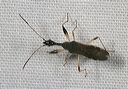 long-necked_seed_bug2243