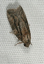 moth_2214